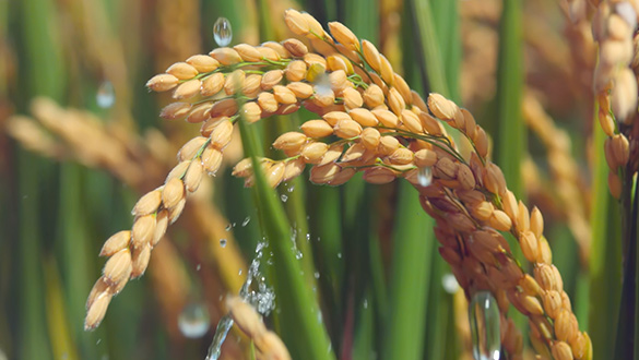 AG真人·国际(中国游)平台官方网站